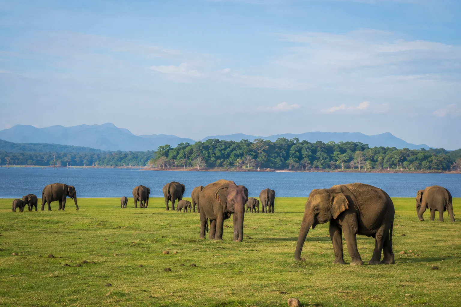 Wild elephants grazing beside Kaudulla Reservoir in Sri Lanka
