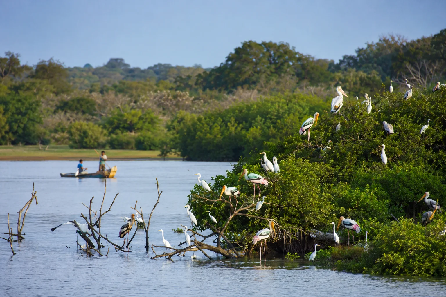 Pelicans, painted storks and egrets in the wetlands of Kumana