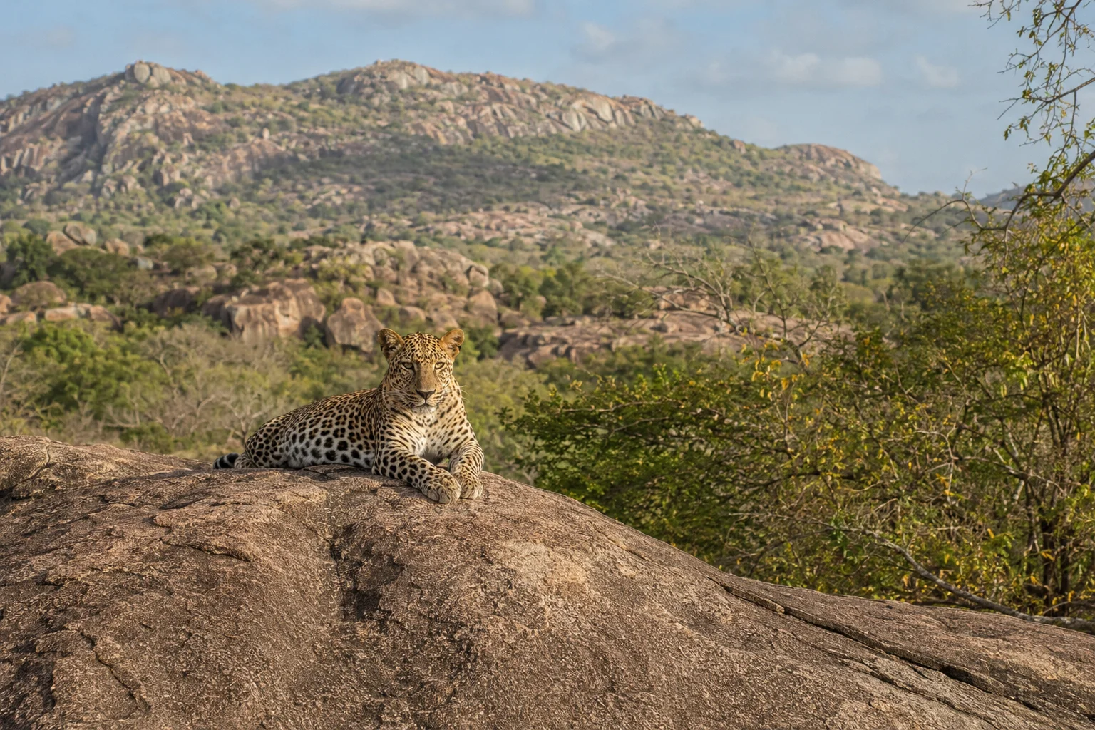 Sri Lankan leopard resting on a rock in Yala National Park