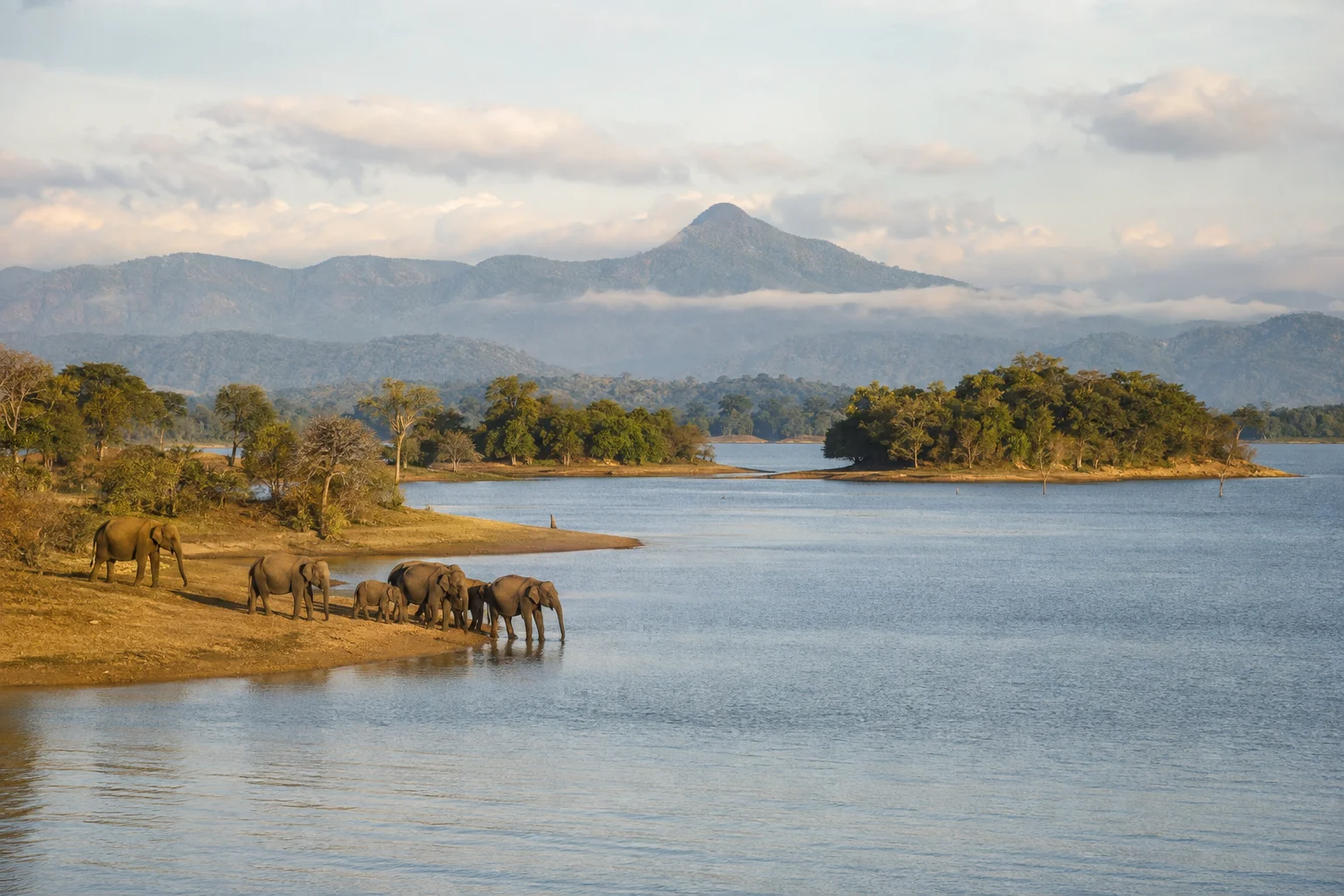 Wild elephants beside Senanayake Samudraya in Gal Oya National Park