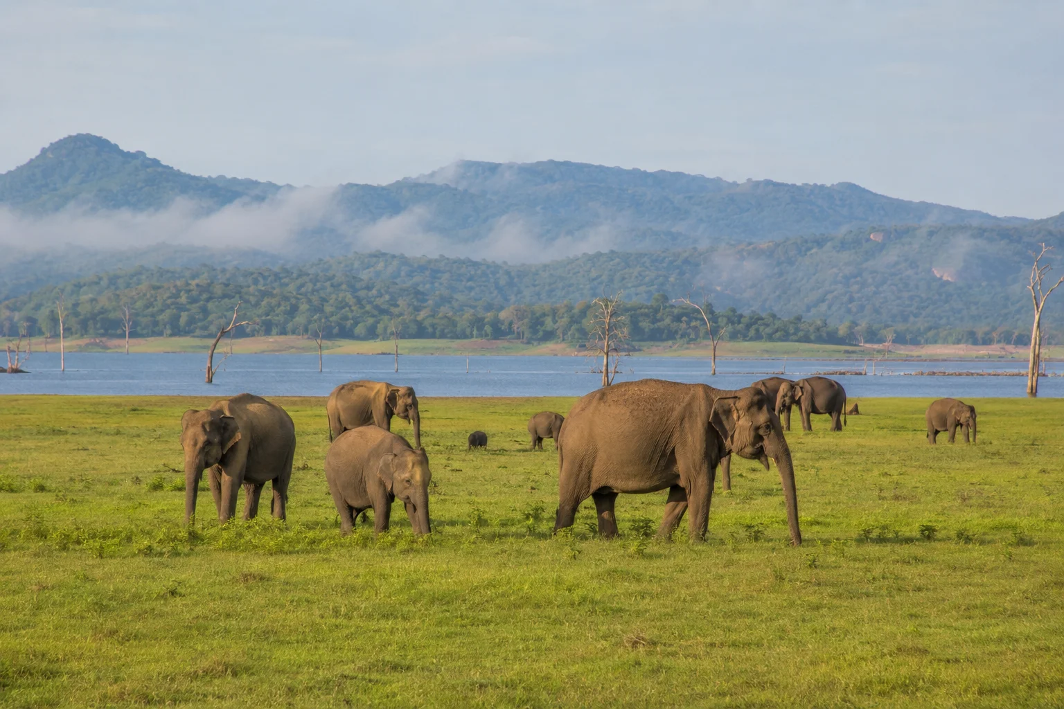 Wild elephants grazing near Minneriya Reservoir in Sri Lanka